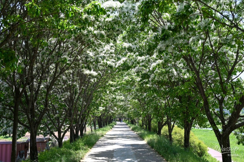 Exploring the Beauty of Jincheon Ipam Tree Road_07