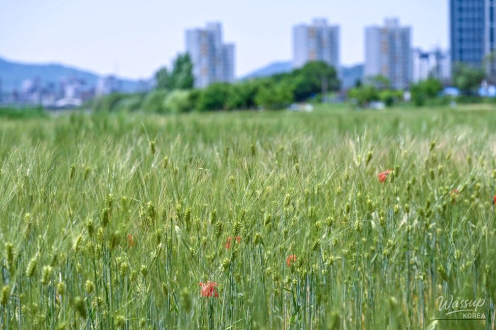 Exploring the Beauty of Jincheon Ipam Tree Road_17