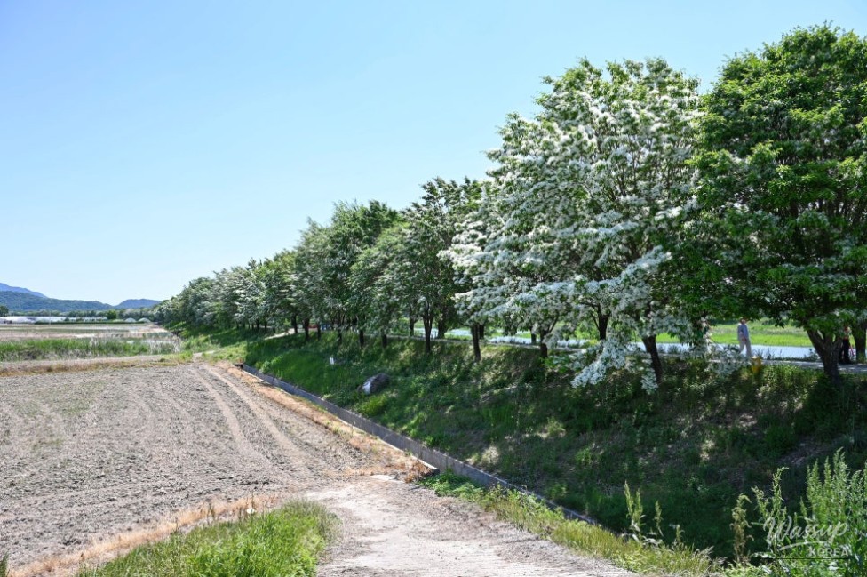 Exploring the Beauty of Jincheon Ipam Tree Road_04