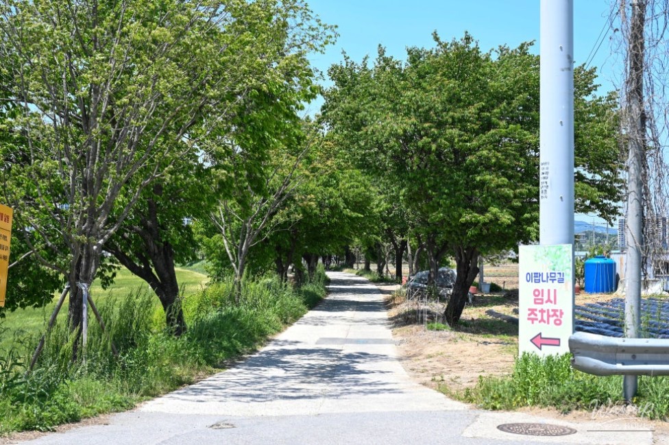 Exploring the Beauty of Jincheon Ipam Tree Road_03