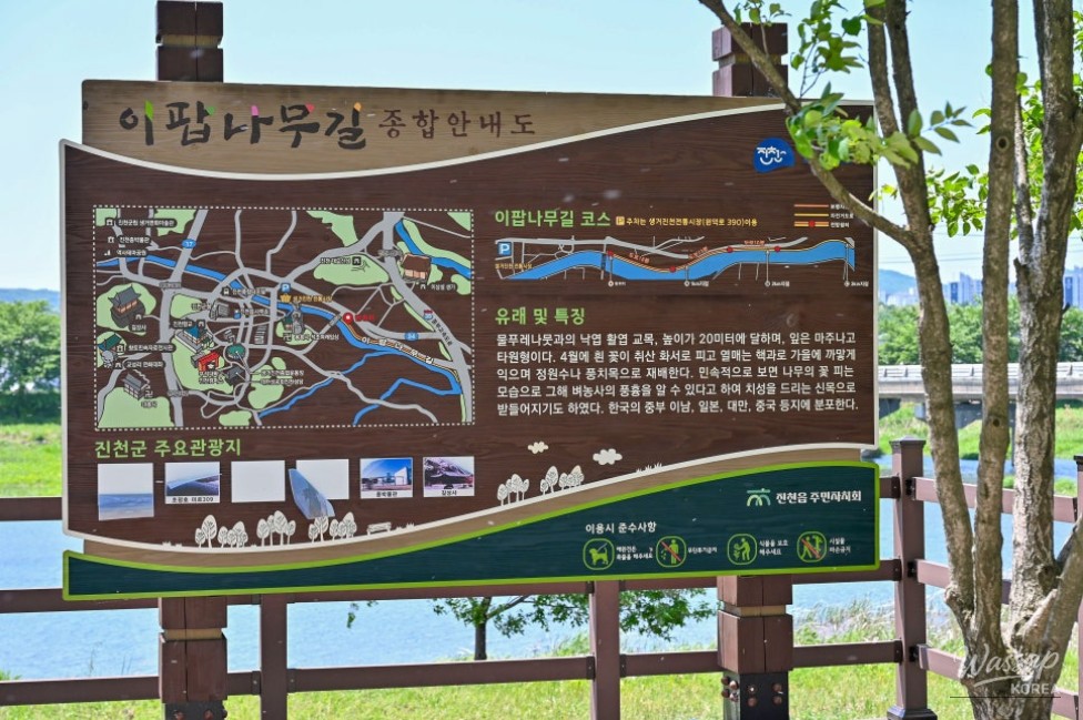 Exploring the Beauty of Jincheon Ipam Tree Road_06