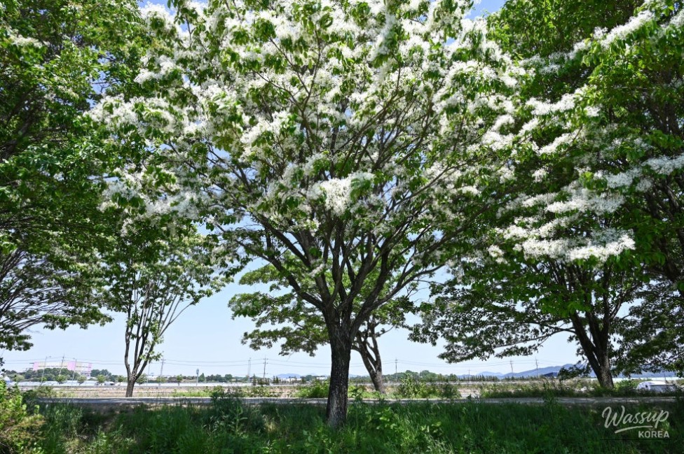 Exploring the Beauty of Jincheon Ipam Tree Road_10