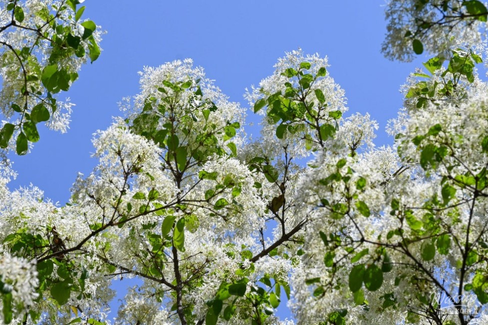 Exploring the Beauty of Jincheon Ipam Tree Road_08