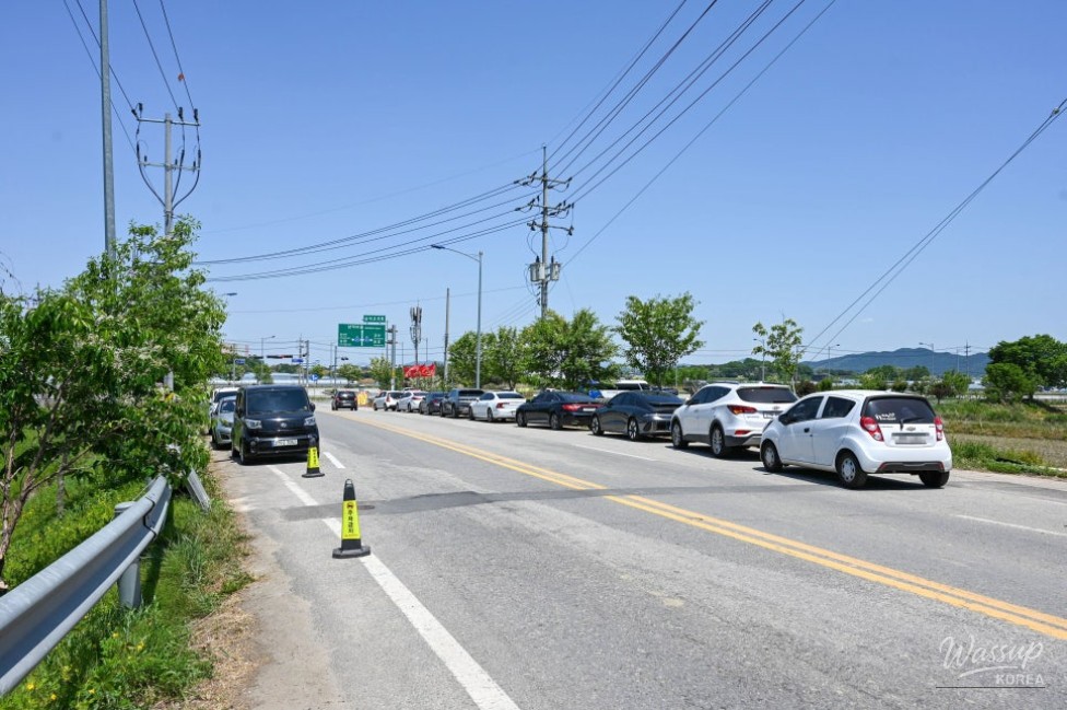 Exploring the Beauty of Jincheon Ipam Tree Road_02