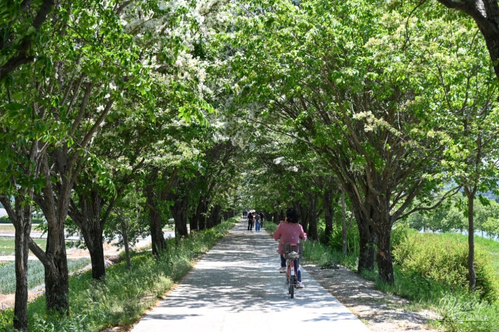 Exploring the Beauty of Jincheon Ipam Tree Road_05
