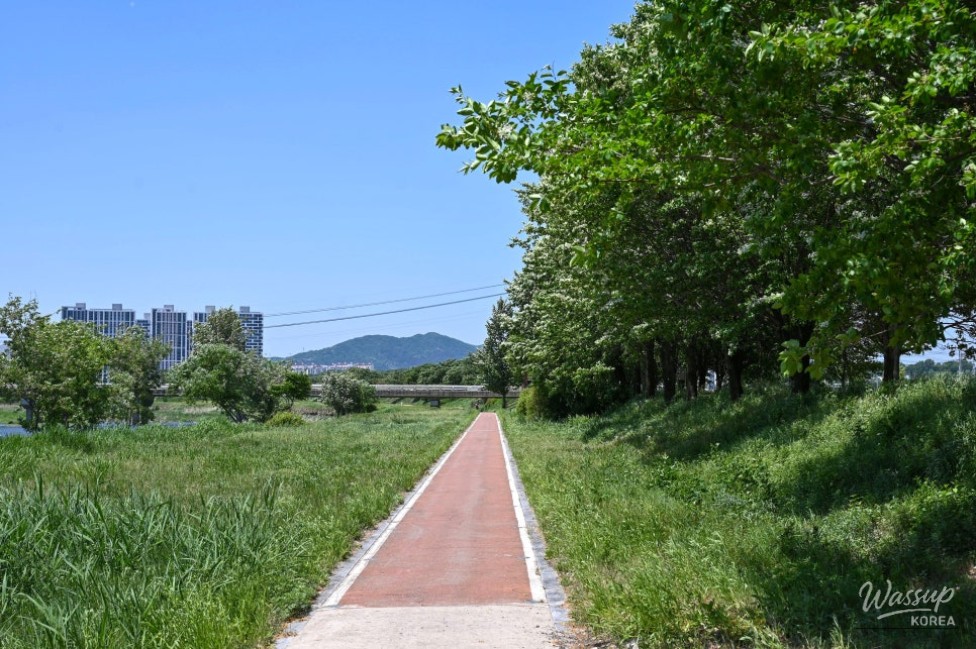 Exploring the Beauty of Jincheon Ipam Tree Road_13