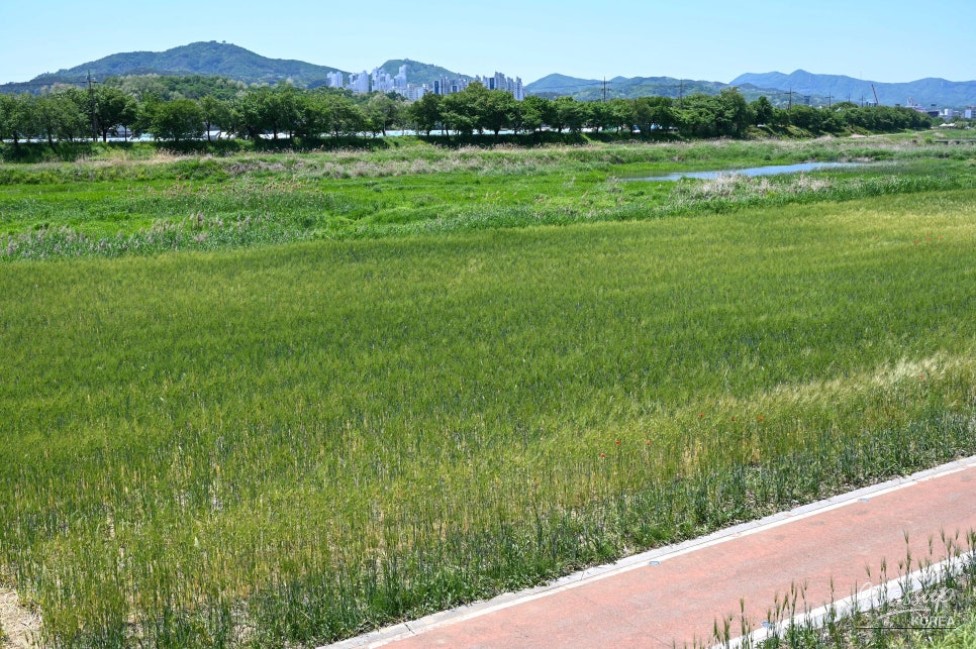 Exploring the Beauty of Jincheon Ipam Tree Road_16