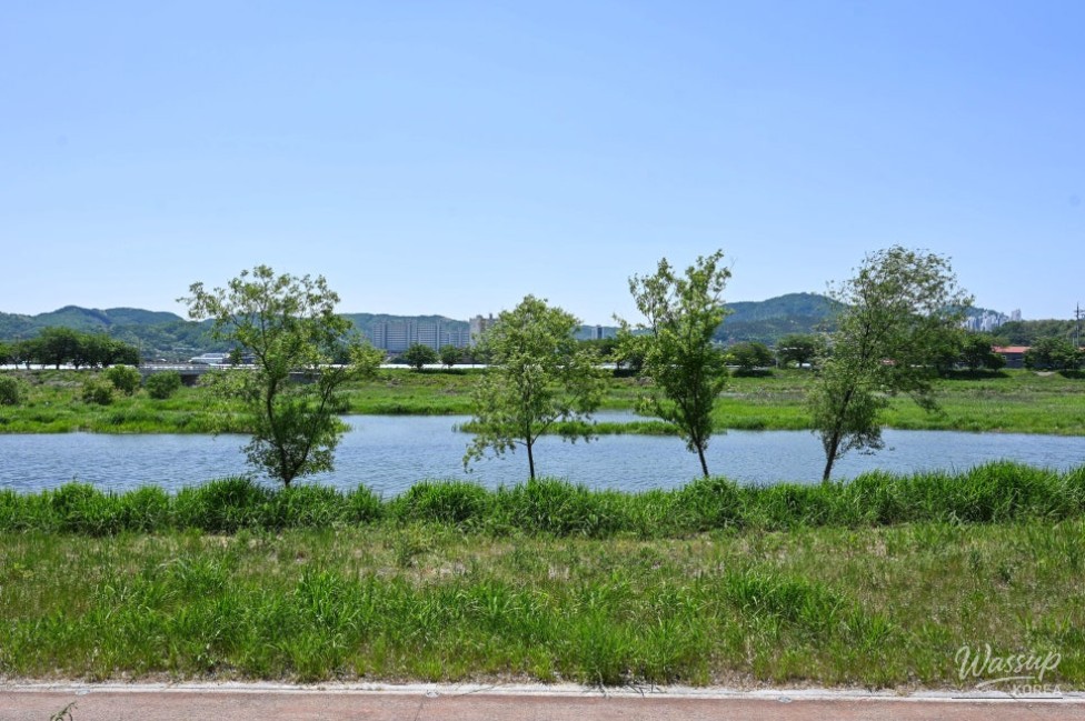 Exploring the Beauty of Jincheon Ipam Tree Road_09