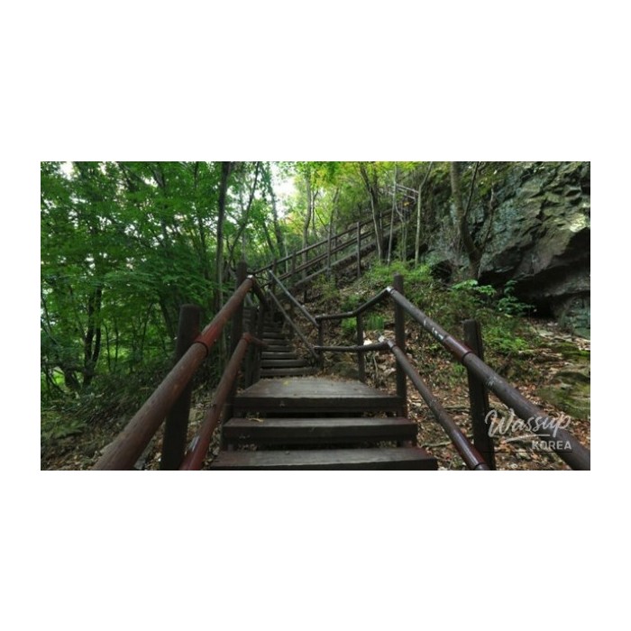 Healing Forest of Geoje: A Nature Retreat3796