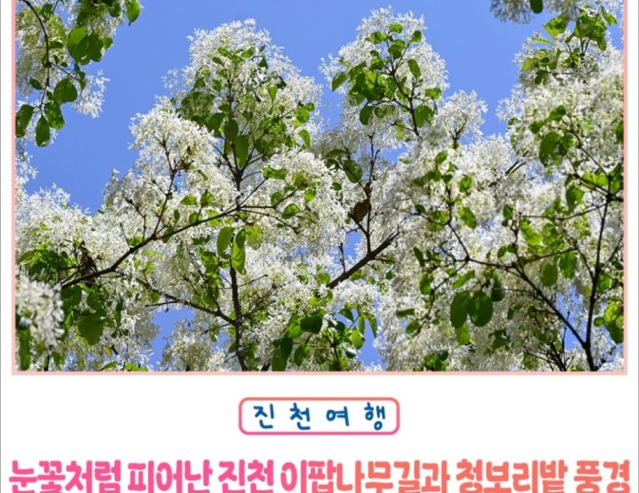 Exploring the Beauty of Jincheon Ipam Tree Road float