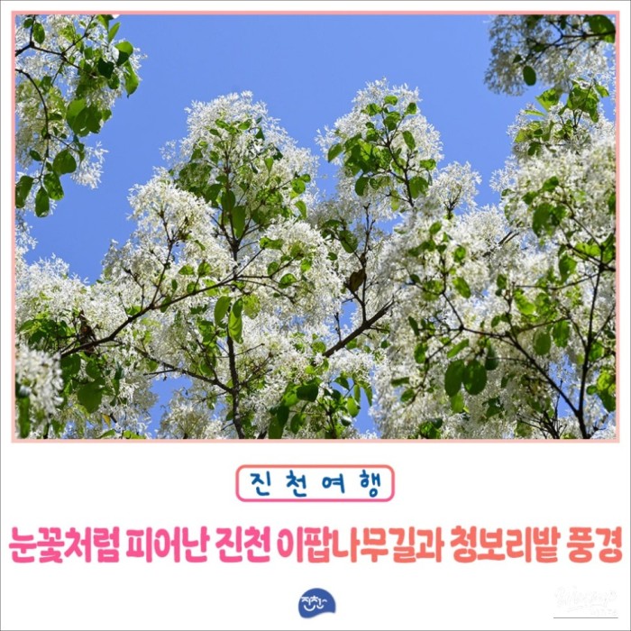 Exploring the Beauty of Jincheon Ipam Tree Road3784