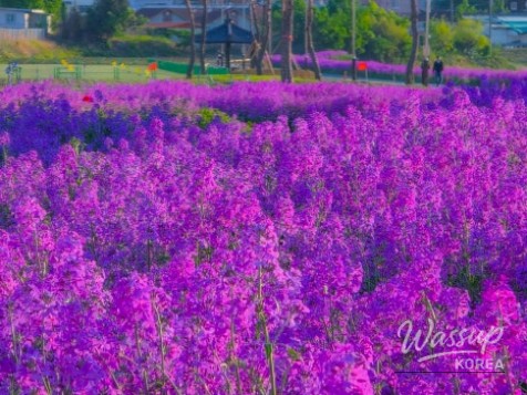 A Spring Outing to Yeongcheon Ecological Park_03
