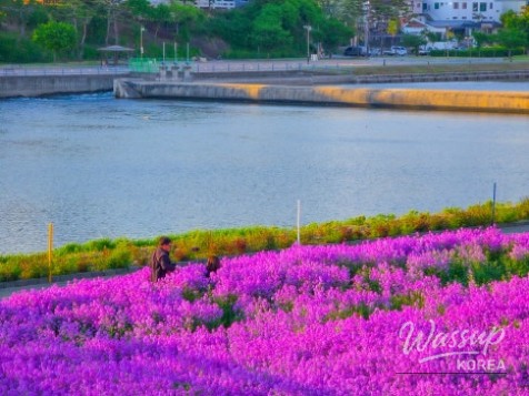 A Spring Outing to Yeongcheon Ecological Park_02