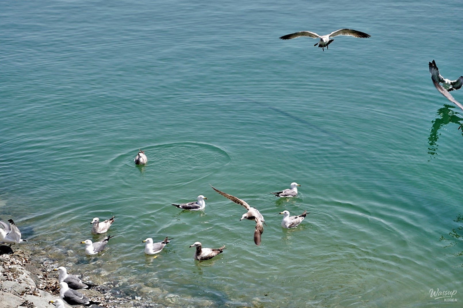 Explore Han Jin Port: A Coastal Adventure with Local Seafood_05