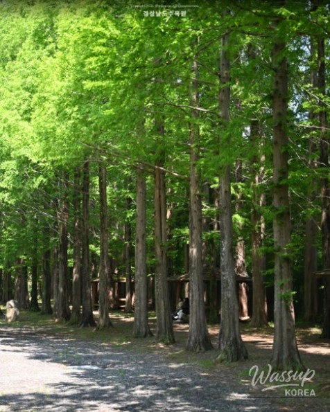 Recommended Picnic Spots in Jinju, Gyeongnam for May_08