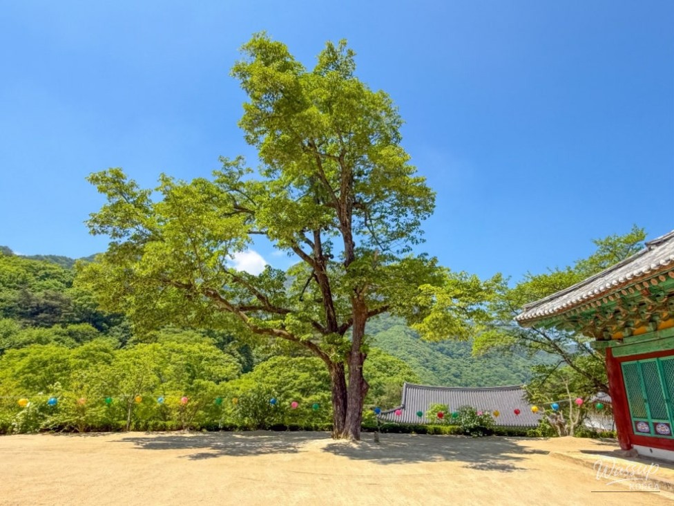 Exploring the Tranquil Gakyun Temple in Goesan_11