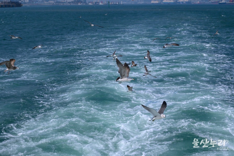 Exploring the Whale Watching Experience in Ulsan_02