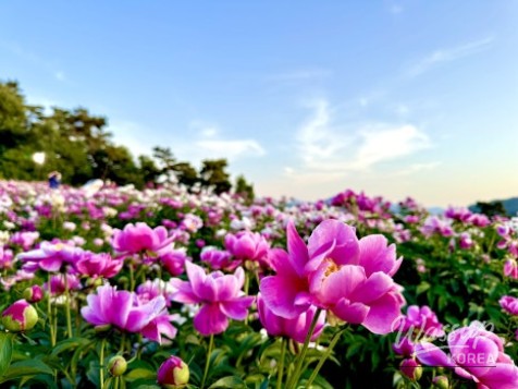 A Visit to the Peony Fields in Imsil, Jeonbuk_03
