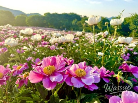 A Visit to the Peony Fields in Imsil, Jeonbuk_02