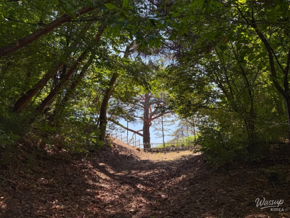 Exploring the Majestic Goeisan Jukseok-ri Pine Tree_04