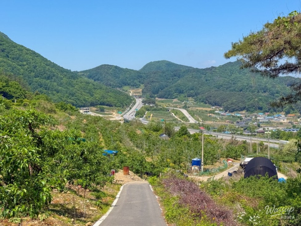 Exploring the Majestic Goeisan Jukseok-ri Pine Tree_03