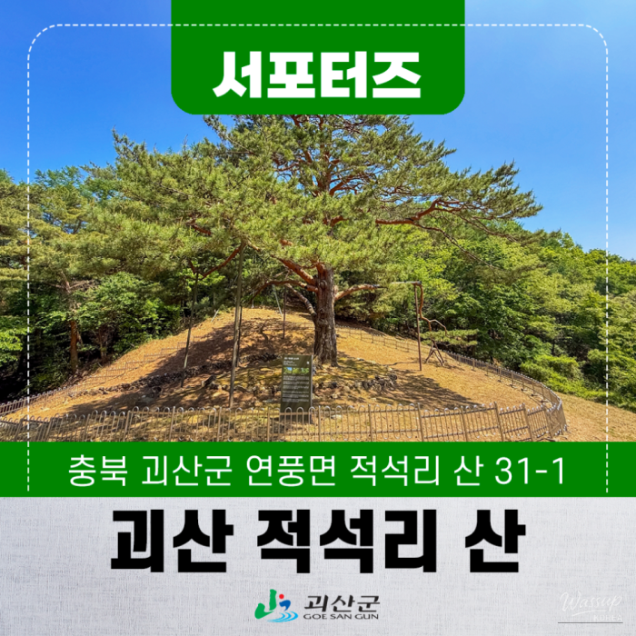 Exploring the Majestic Goeisan Jukseok-ri Pine Tree3842