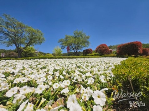 Spring Flower Festival in Ulsan_03