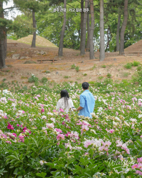 The Beauty of Peonies at Seoak-dong Three-Story Stone Pagoda_04