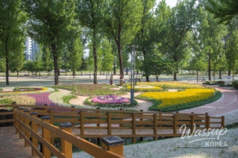 Spring Stroll Through the Colorful Flower Paths of Jeungpyeong Bogangcheon Mulberry Forest_04
