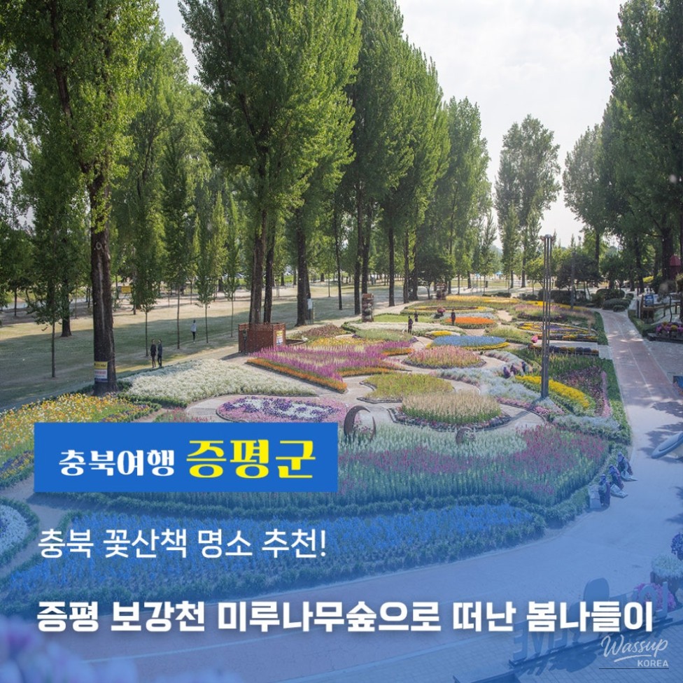 Spring Stroll Through the Colorful Flower Paths of Jeungpyeong Bogangcheon Mulberry Forest_01