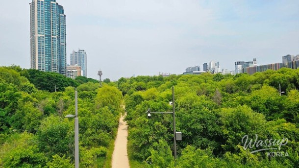 Discovering the Hidden Oasis of Yeouido: Saetgang Eco Park_05