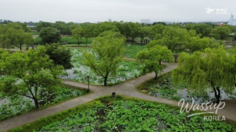 Discover the Beauty of Gungnamji in Buyeo_03