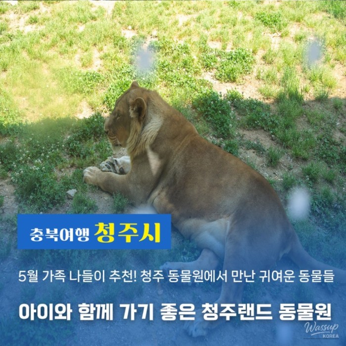 Exploring Cheongju Land Zoo: A Perfect Spring Outing3857
