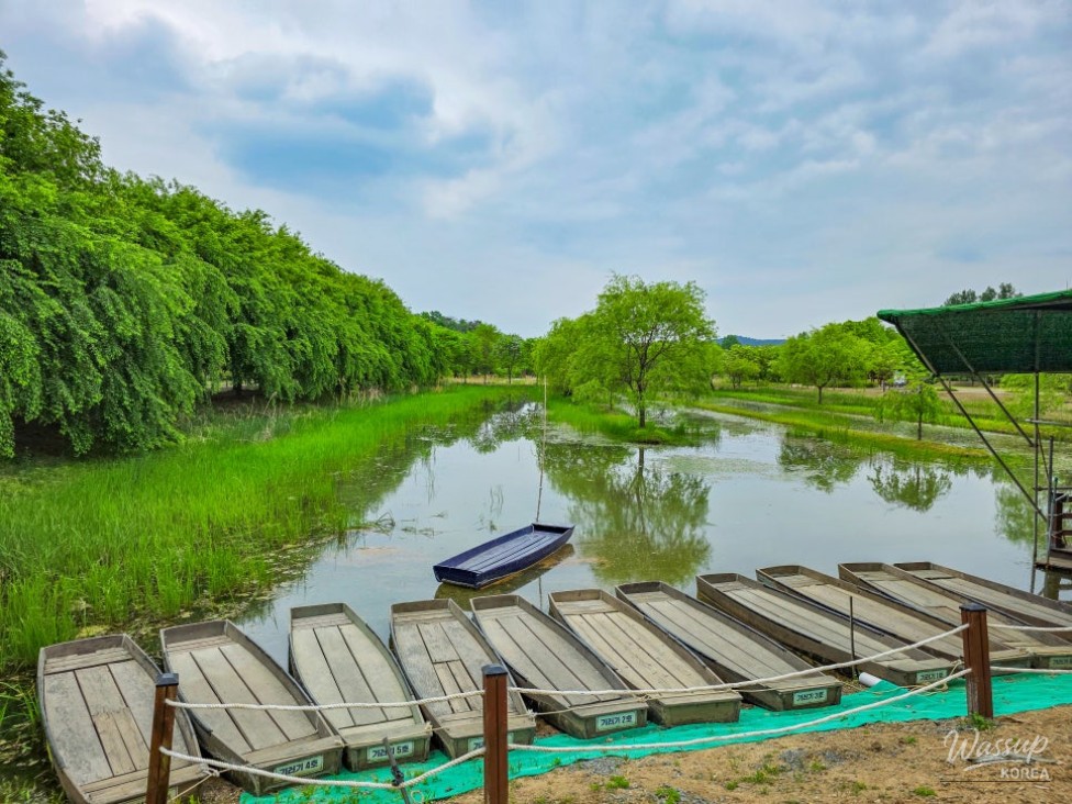 Experience the Upo Wetland: A Family Adventure_04