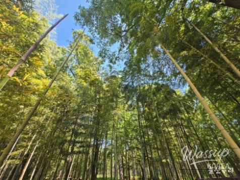 Discovering Sunbawi Park: A Hidden Gem in Ulsan_16