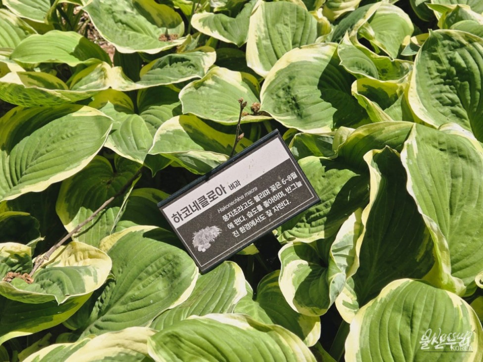 Discovering Sunbawi Park: A Hidden Gem in Ulsan_14