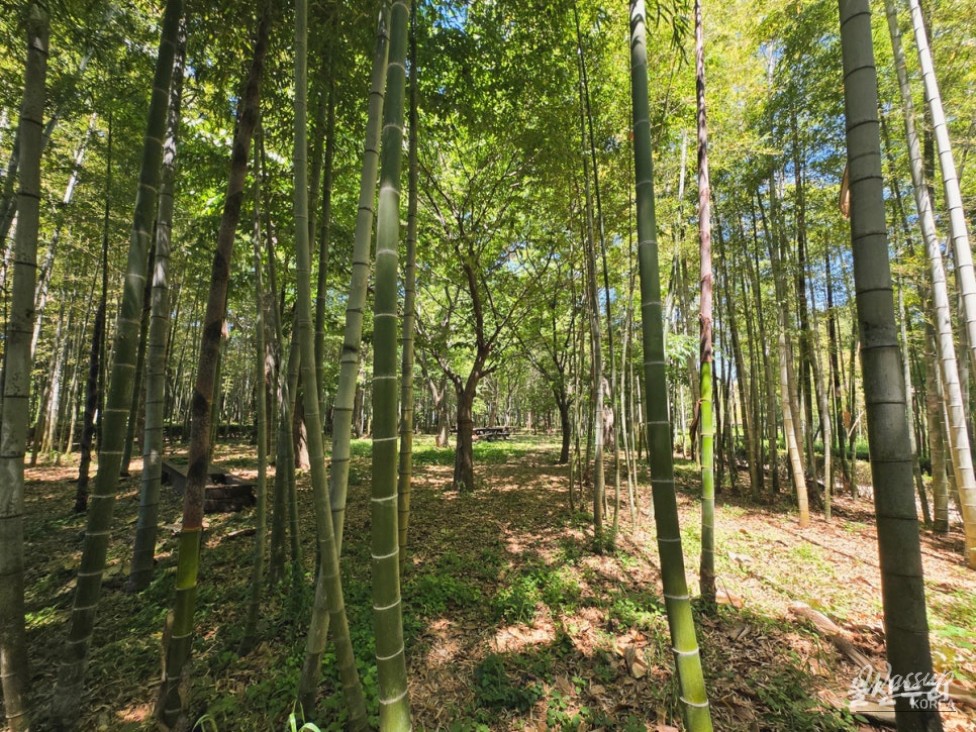 Discovering Sunbawi Park: A Hidden Gem in Ulsan_18