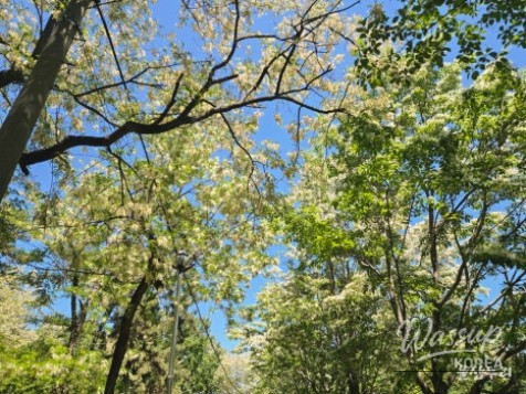 Discovering Sunbawi Park: A Hidden Gem in Ulsan_07