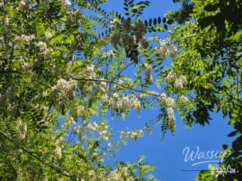 Discovering Sunbawi Park: A Hidden Gem in Ulsan_06
