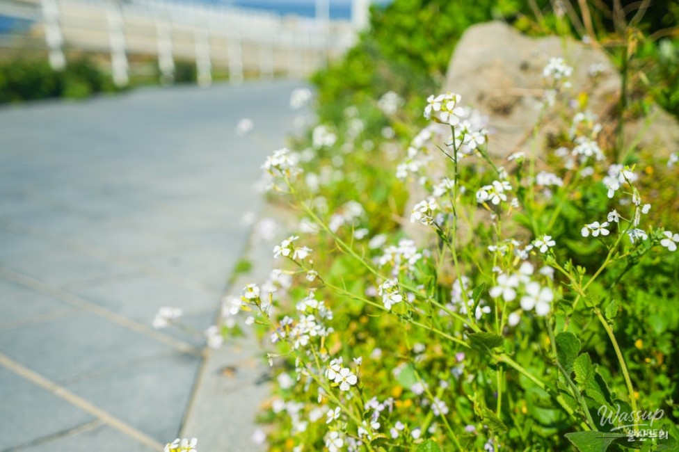 Exploring the Stunning Soldo Lighthouse in Ulsan_10