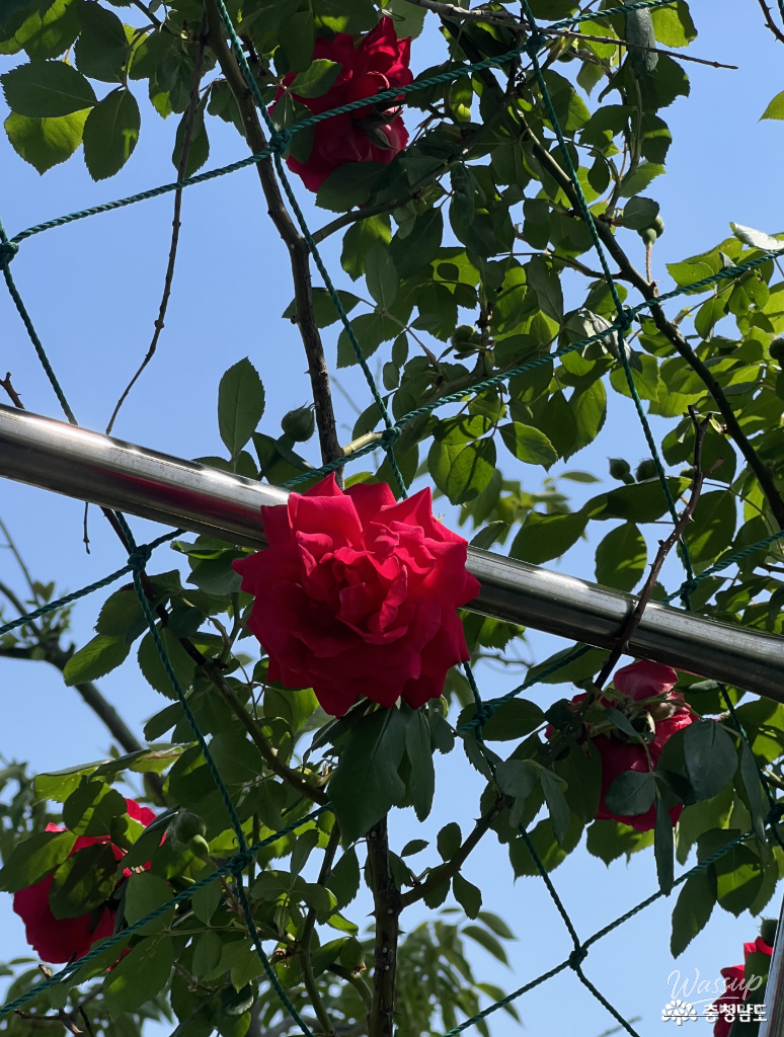 Exploring the Beauty of Asan's Shinjeong Lake Rose Garden in May_05