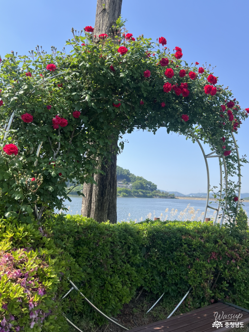 Exploring the Beauty of Asan's Shinjeong Lake Rose Garden in May_04