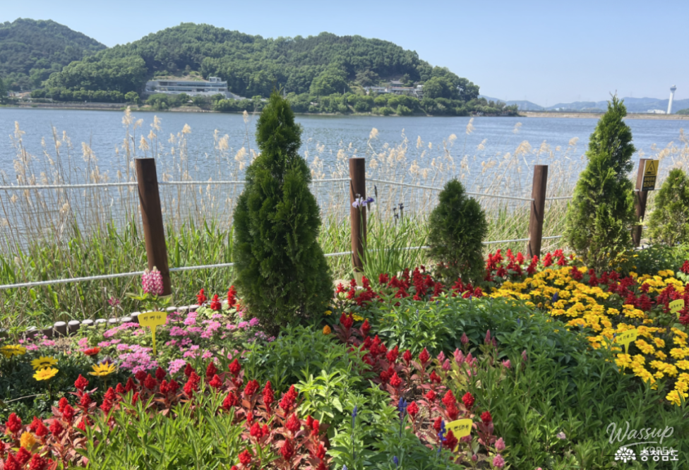 Exploring the Beauty of Asan's Shinjeong Lake Rose Garden in May_03
