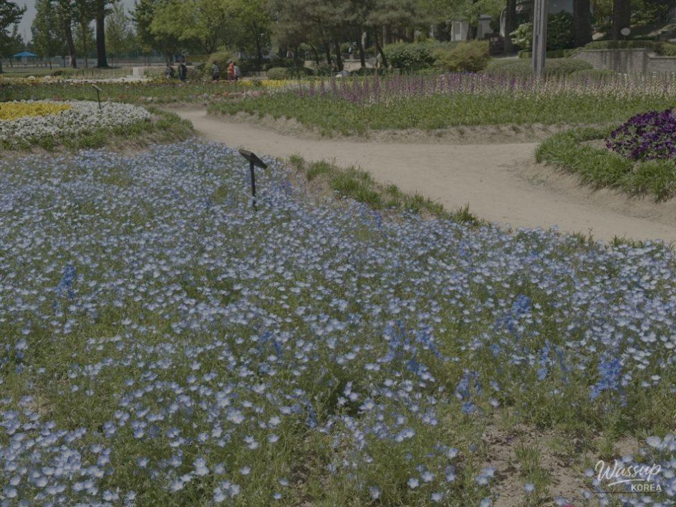 Spring Blooms in Jeungpyeong, Chungbuk: Must-Visit Spots in May_04