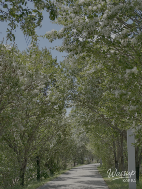 Spring Blooms in Jeungpyeong, Chungbuk: Must-Visit Spots in May_12