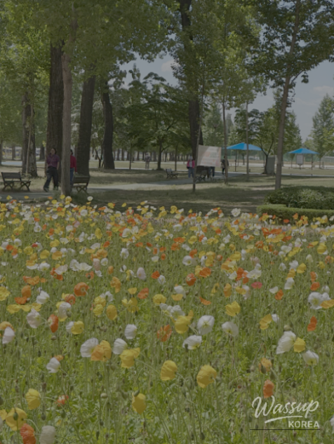Spring Blooms in Jeungpyeong, Chungbuk: Must-Visit Spots in May_09