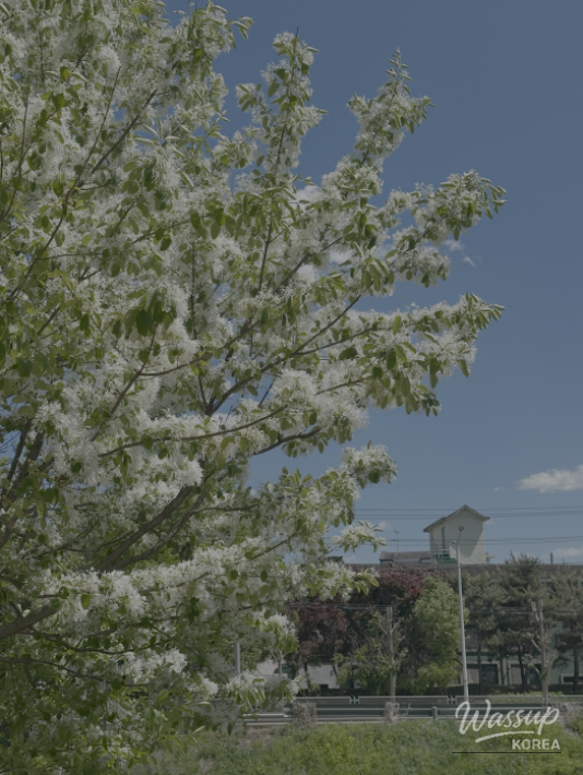 Spring Blooms in Jeungpyeong, Chungbuk: Must-Visit Spots in May_15
