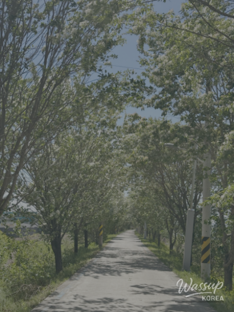 Spring Blooms in Jeungpyeong, Chungbuk: Must-Visit Spots in May_13