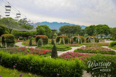 2026 Seoul Rose Festival at Seoul Grand Park_04