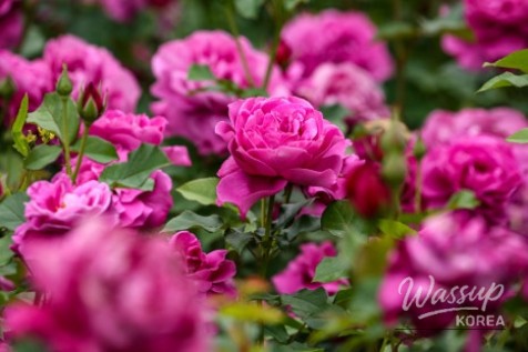 2026 Seoul Rose Festival at Seoul Grand Park_03